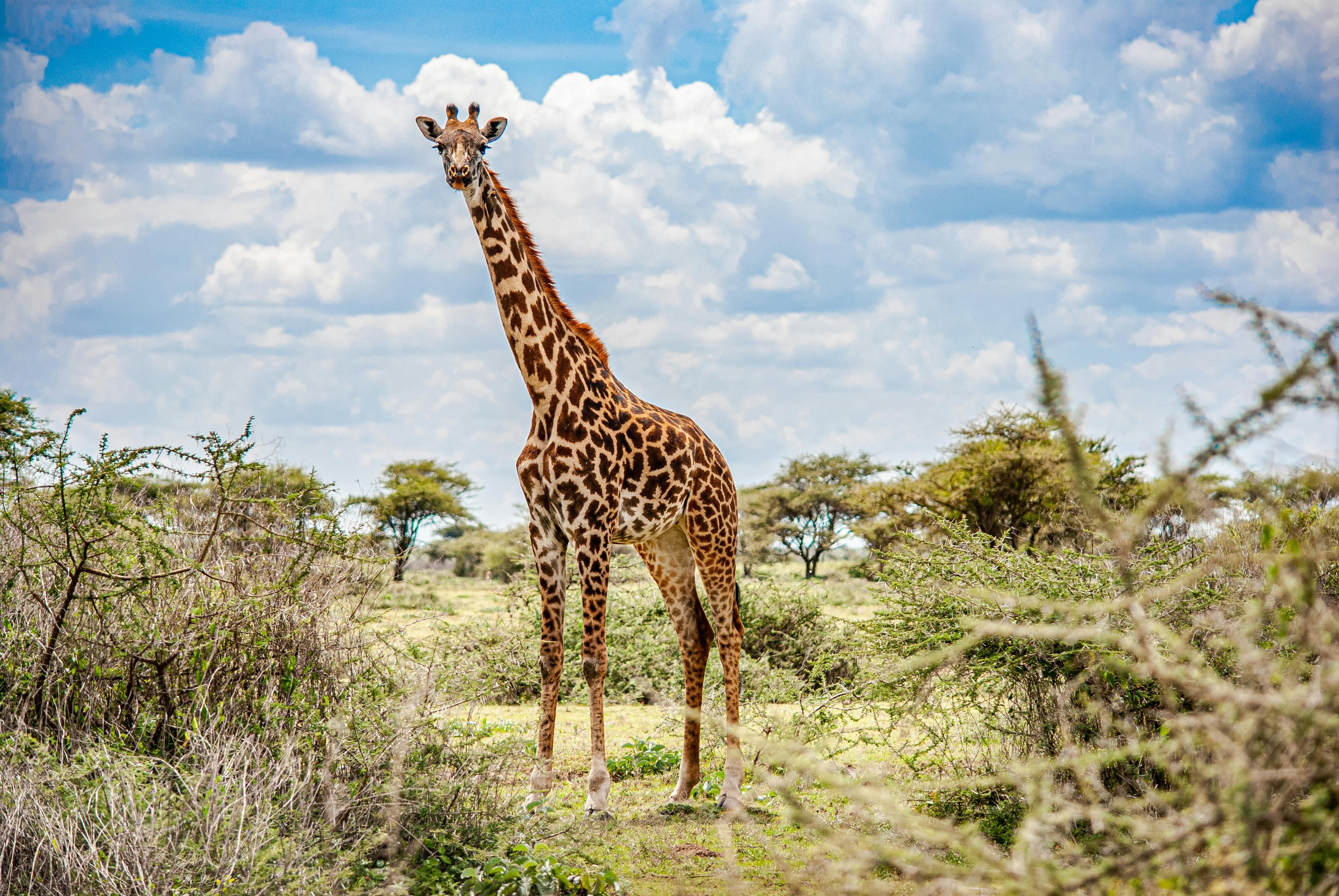 Kimaka Safari Safaris